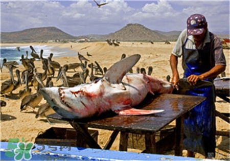 魚翅是什么?魚翅是魚的哪部分? 魚翅是什么?魚翅是魚的哪部分?