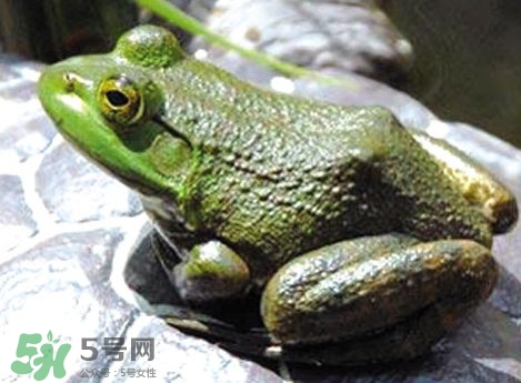 牛蛙是田雞嗎？牛蛙是蟾蜍嗎