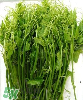 龍須菜有幾種？龍須菜多少錢一斤？