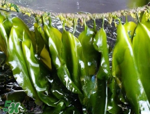 吃海帶會過敏嗎？吃海帶過敏了怎么辦？