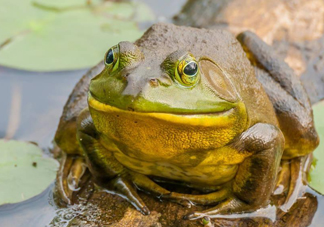 牛蛙什么時(shí)候最好吃肉最多？牛蛙幾月份的最好吃？