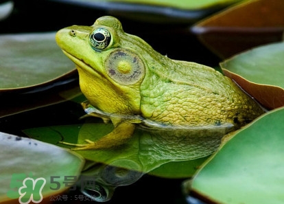 牛蛙算海鮮嗎？牛蛙和青蛙的區(qū)別