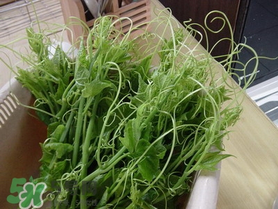 龍須菜是什么菜？龍須菜怎么吃？