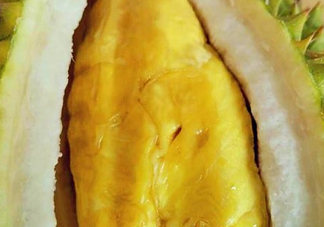 甲倫榴蓮幾月份成熟？泰國(guó)甲倫榴蓮多少錢一個(gè)？