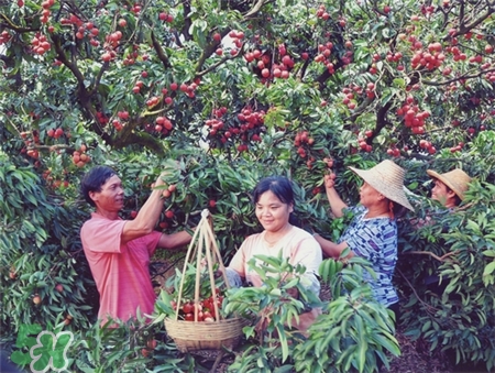 增城掛綠荔枝樹在哪?增城掛綠荔枝長(zhǎng)什么樣? 增城掛綠荔枝樹在哪?增城掛綠荔枝長(zhǎng)什么樣?