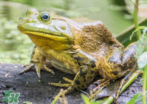 牛蛙算海鮮嗎？牛蛙和青蛙的區(qū)別