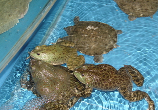 牛蛙算海鮮嗎？牛蛙和青蛙的區(qū)別