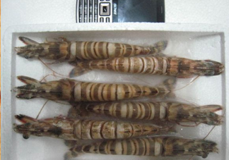 九節(jié)蝦多少錢一斤？九節(jié)蝦跟基圍蝦是一個品種嗎