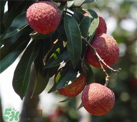 增城掛綠荔枝樹在哪?增城掛綠荔枝長(zhǎng)什么樣? 增城掛綠荔枝樹在哪?增城掛綠荔枝長(zhǎng)什么樣?