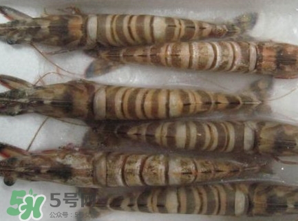 九節(jié)蝦多少錢一斤？九節(jié)蝦跟基圍蝦是一個品種嗎