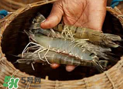 竹節(jié)蝦多少錢一斤？2017竹節(jié)蝦價格