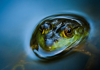 牛蛙是田雞嗎？牛蛙是蟾蜍嗎