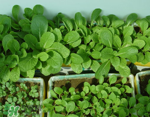 八月份可以種什么菜？八月份適合種植的蔬菜