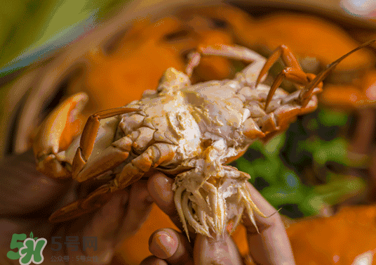 8月份吃什么螃蟹？8月份吃公蟹還是母蟹？