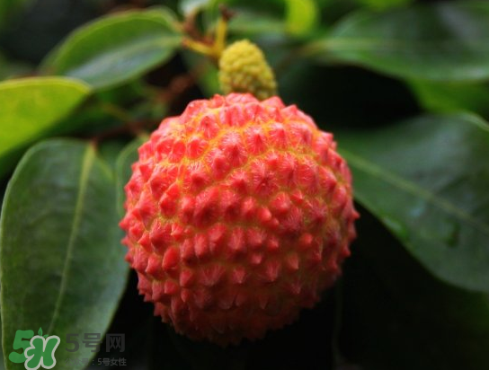 8月份還有荔枝嗎？荔枝幾月份下市？