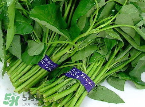 通心菜的營養(yǎng)價值_通心菜的功效與作用及食用方法 通心菜的營養(yǎng)價值_通心菜的功效與作用及食用方法