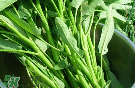 通心菜的營養(yǎng)價值_通心菜的功效與作用及食用方法 通心菜的營養(yǎng)價值_通心菜的功效與作用及食用方法