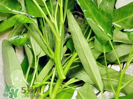 通心菜的營養(yǎng)價值_通心菜的功效與作用及食用方法 通心菜的營養(yǎng)價值_通心菜的功效與作用及食用方法