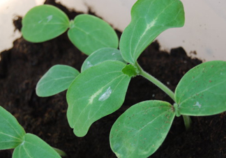 八月份可以種什么菜？八月份適合種植的蔬菜