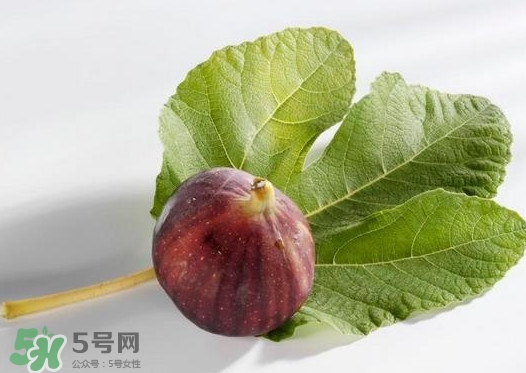 無花果葉子煮水有什么作用？無花果葉泡水喝的功效