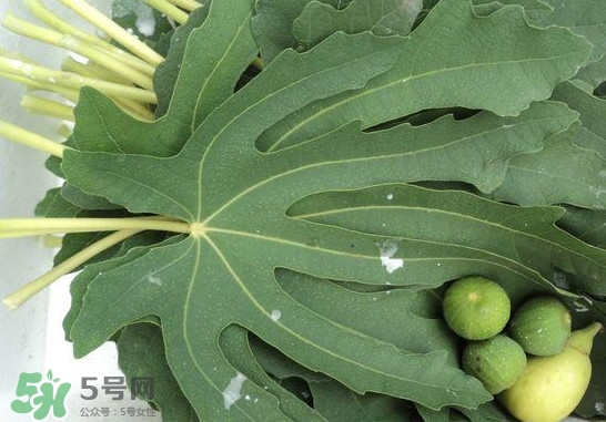 無花果葉子煮水有什么作用？無花果葉泡水喝的功效