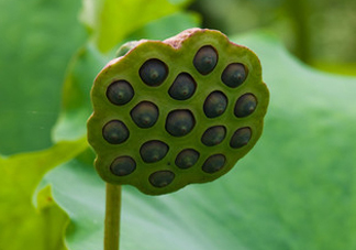 蓮蓬不能和什么同吃？蓮蓬和什么相克？