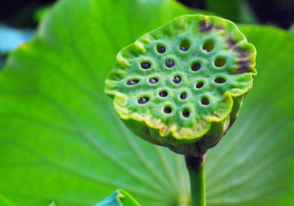 蓮蓬是荷花的什么？蓮蓬是什么意思？