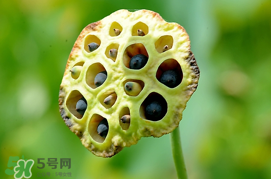 蓮蓬不能和什么同吃？蓮蓬和什么相克？