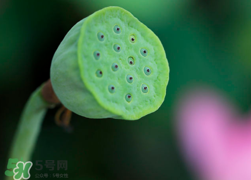 蓮蓬可以放多久？蓮蓬可以放冰箱嗎？