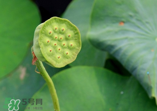 蓮蓬可以放多久？蓮蓬可以放冰箱嗎？