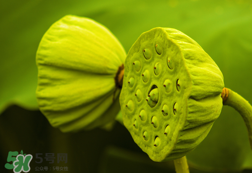 蓮蓬可以放多久？蓮蓬可以放冰箱嗎？