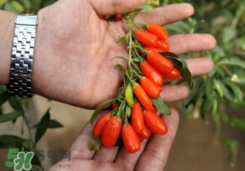 枸杞鮮果怎么吃？吃枸杞鮮果有什么好處