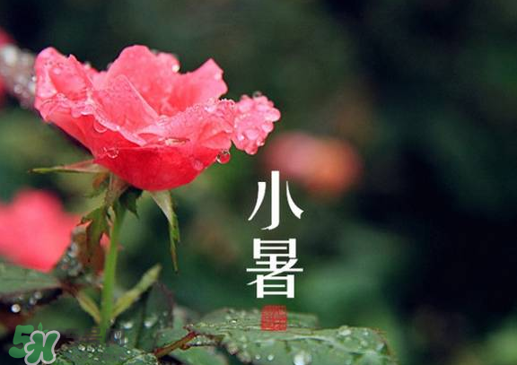 小暑是入伏嗎？小暑是不是入伏？