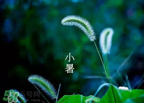 小暑是頭伏嗎？小暑是初伏嗎？