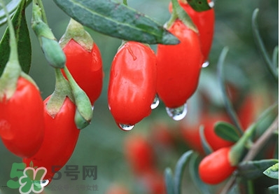 枸杞鮮果怎么保存？枸杞鮮果保鮮期有多久