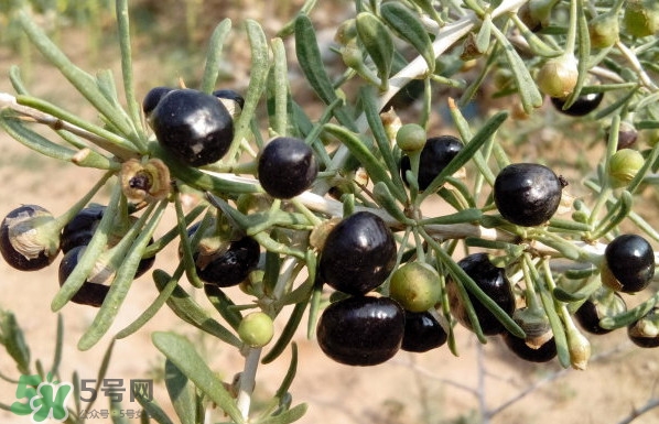 新鮮枸杞多少錢(qián)一斤？2017枸杞鮮果價(jià)格