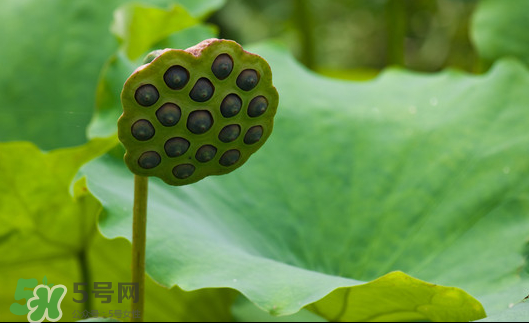 蓮蓬是荷花的什么？蓮蓬是什么意思？