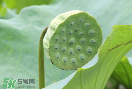 蓮蓬是荷花的什么？蓮蓬是什么意思？