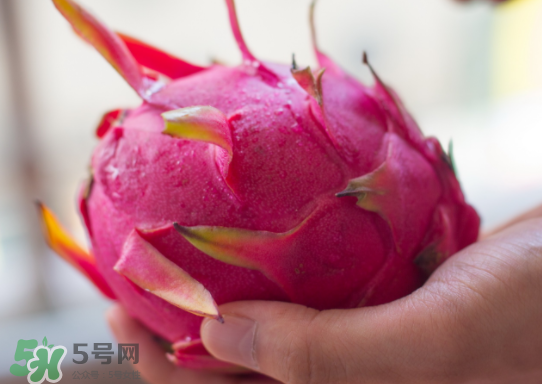 紅心火龍果什么時候成熟？紅心火龍果什么季節(jié)有？