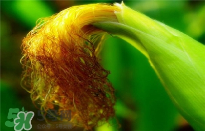 玉米穗的功效 玉米穗的作用 玉米穗的功效 玉米穗的作用