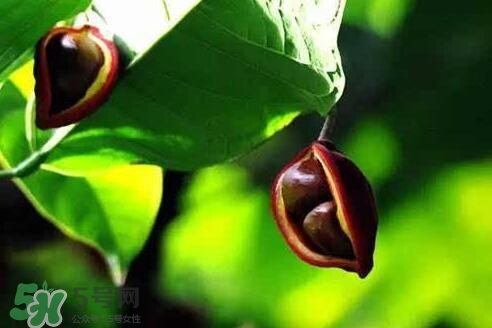 孕婦能吃蘋婆嗎？孕婦吃蘋婆對胎兒好嗎