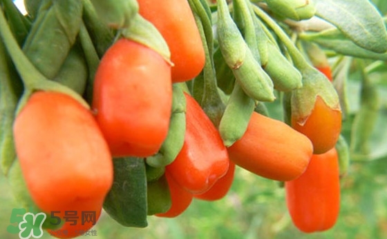 枸杞鮮果怎么保存？枸杞鮮果保鮮期有多久