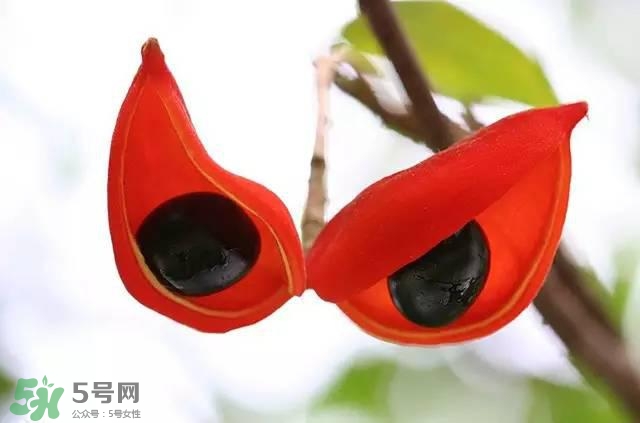 孕婦能吃蘋婆嗎？孕婦吃蘋婆對胎兒好嗎