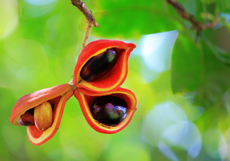 假蘋(píng)婆能吃嗎？假蘋(píng)婆怎么吃？