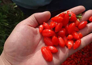 枸杞鮮果屬水果嗎？枸杞鮮果什么味道