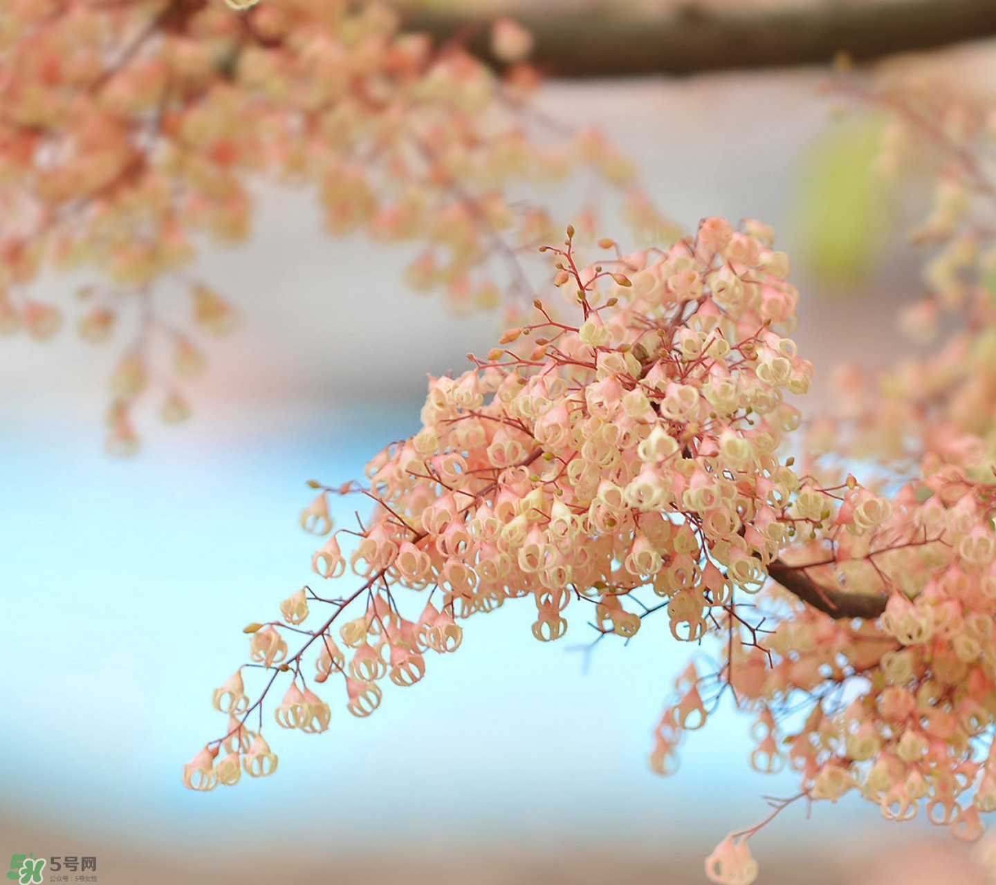 孕婦能吃蘋婆嗎？孕婦吃蘋婆對胎兒好嗎