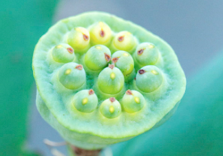 蓮蓬可以放多久？蓮蓬可以放冰箱嗎？