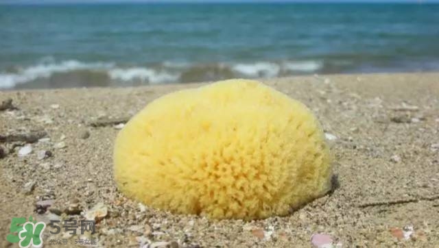 Rosenfeld海綿好用嗎？Rosenfeld海綿怎么樣？