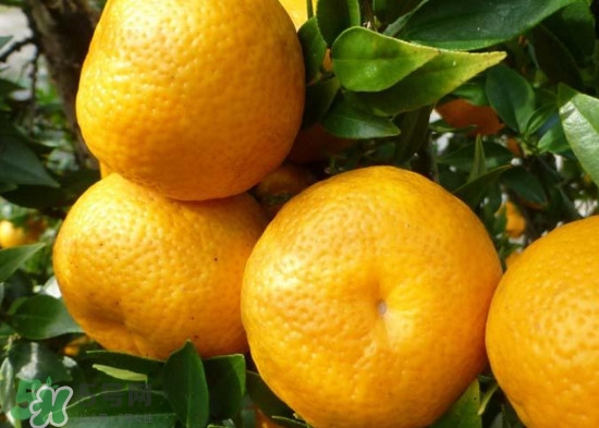 橘子什么時候成熟？橘子什么時候吃最好