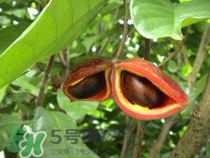 蘋婆怎么吃？蘋婆的功效與作用